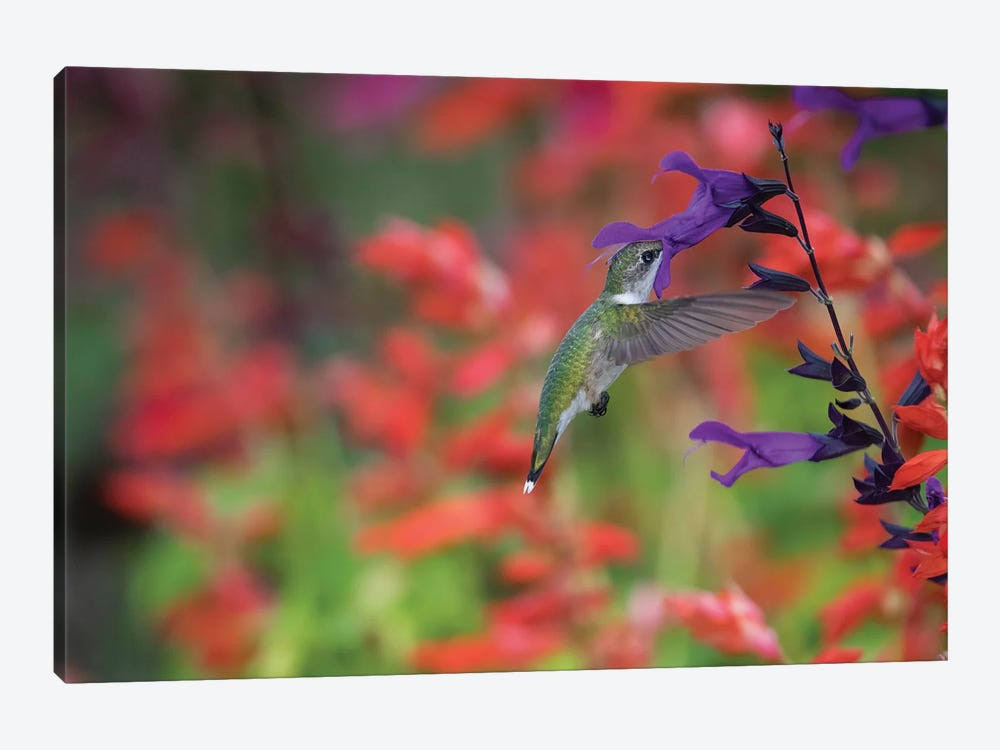 Canvas Prints A8287