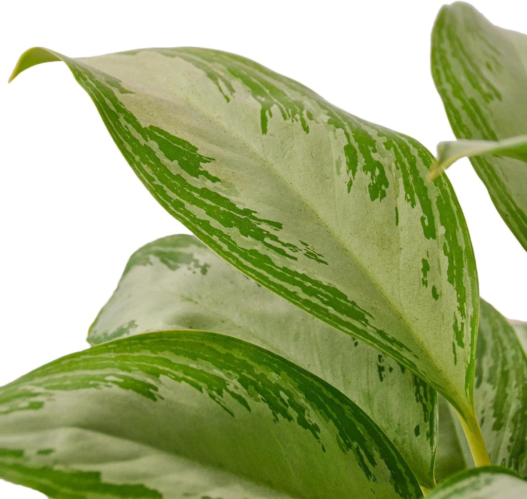 Silver Bay Chinese Evergreen 4" Pot X62258