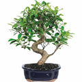 Ficus Bonsai Live Tree N899