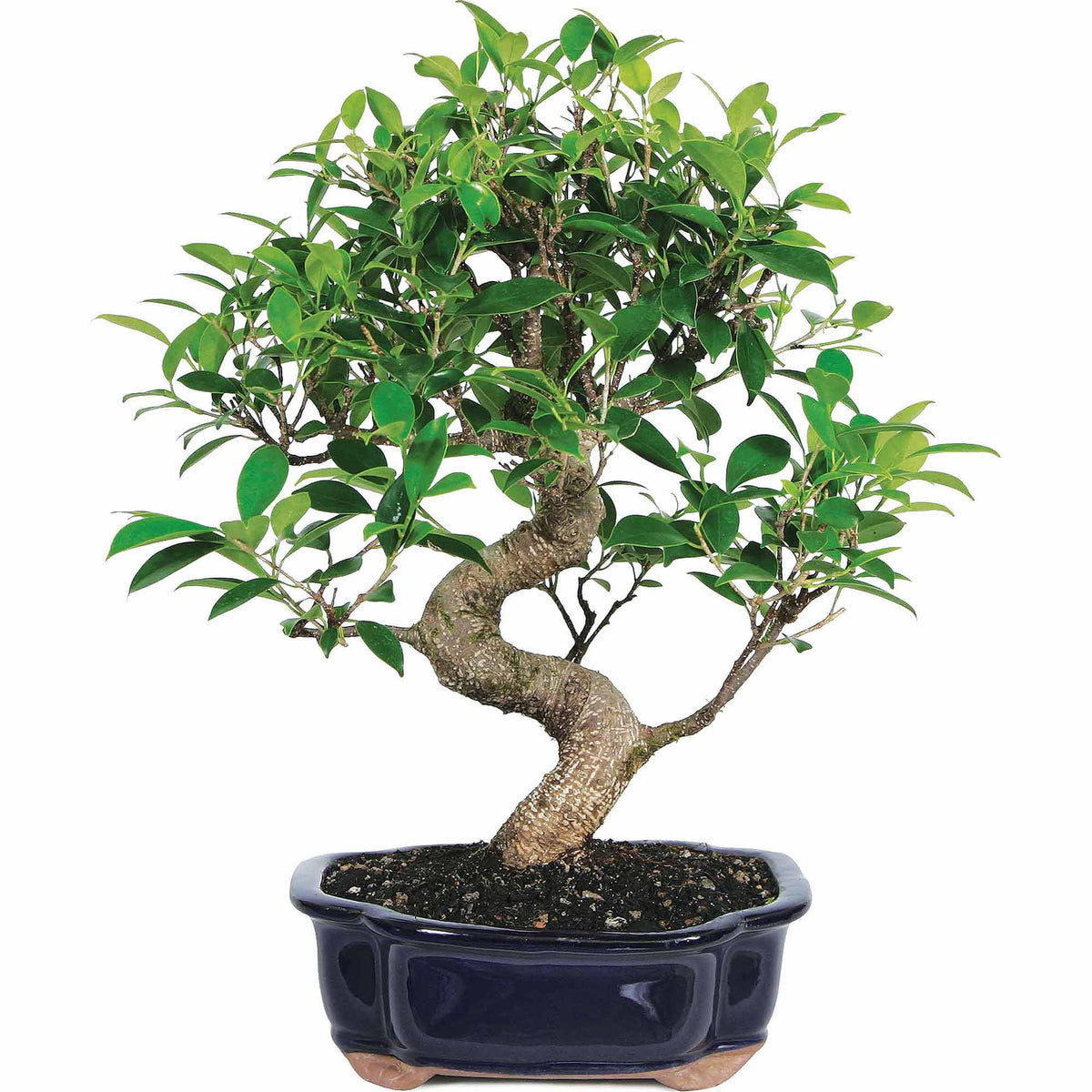 Ficus Bonsai Live Tree N899