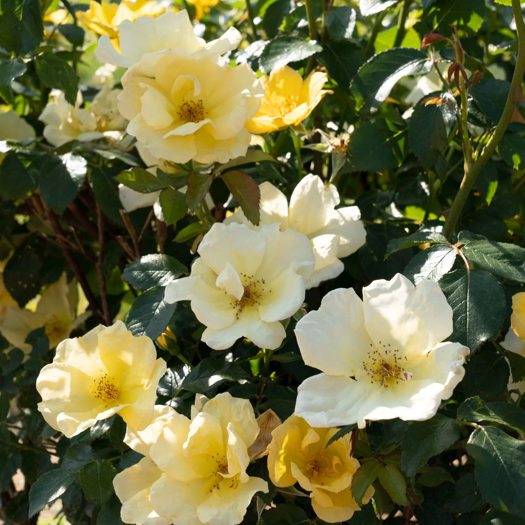Rose Plant with Yellow Blooms 1 Gallon F4197