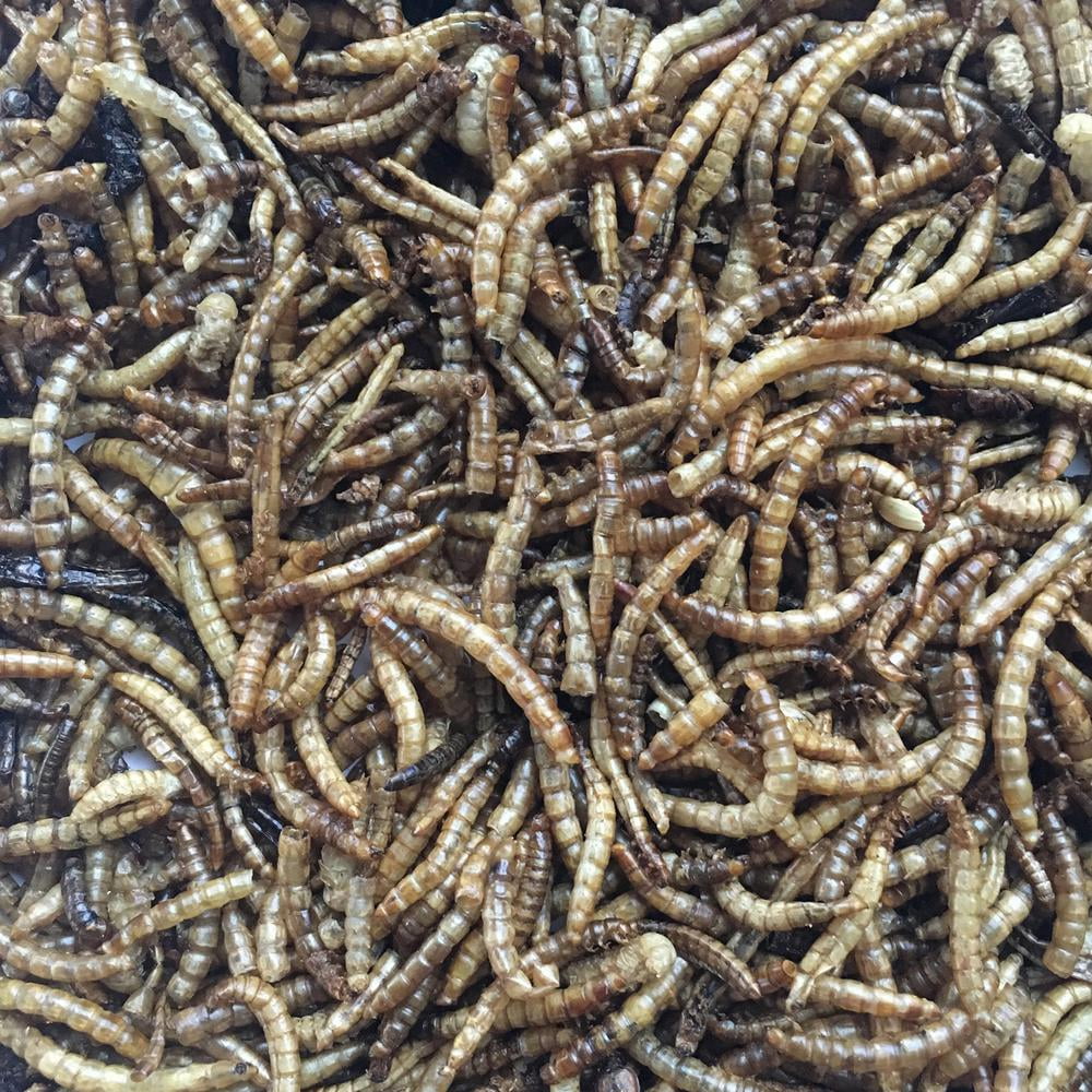 Dried Mealworms 5 lbs. Bag P80495