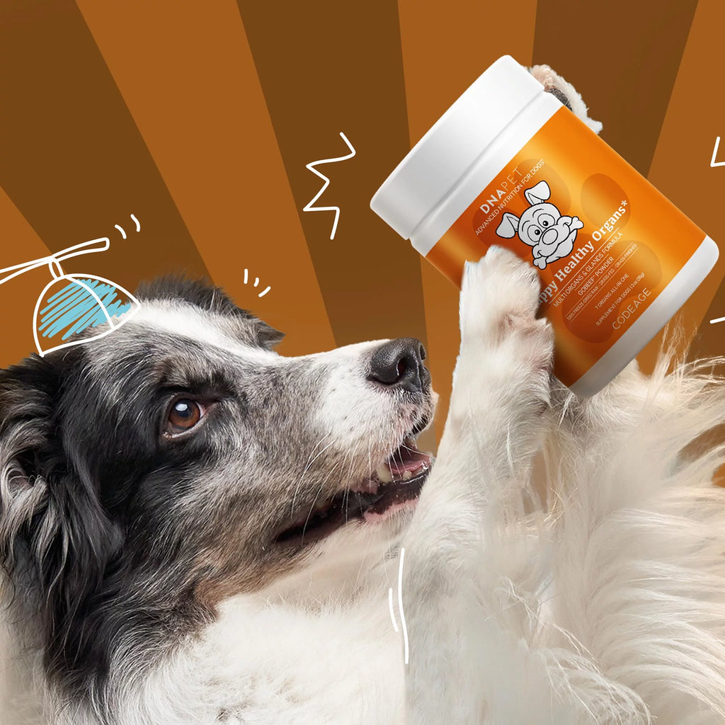 Beef Organ Supplement for Dogs 3 oz V35012