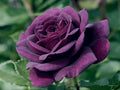 Dark Purple Rose Flower Bush Seeds C7100