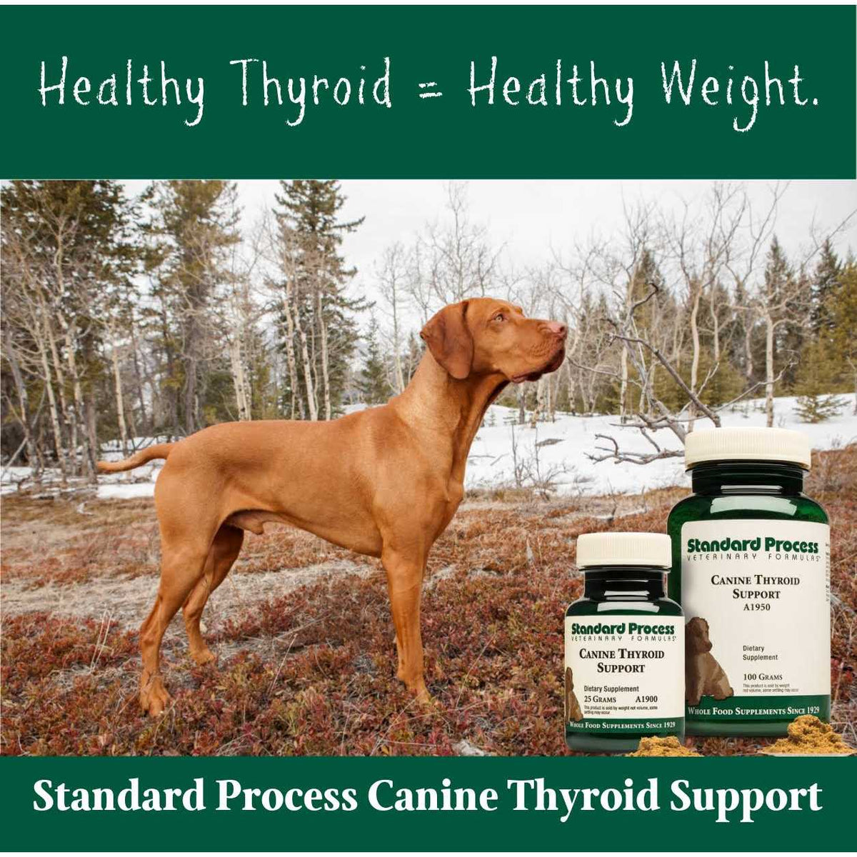 Thyroid Support O961718
