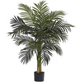 4 Golden Cane Palm Tree in Nursery Pot U3559