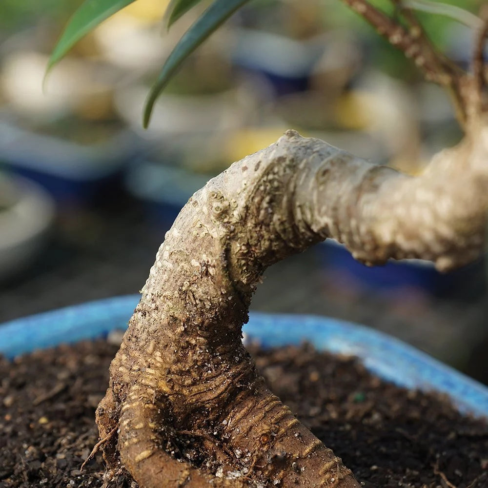 Ficus Bonsai Live Tree N899