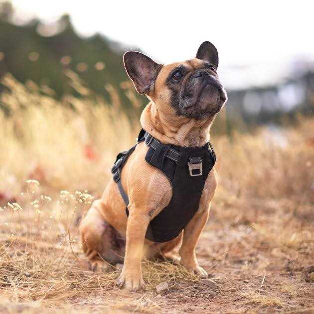 Adjustable Dog Harness with Pockets Q521