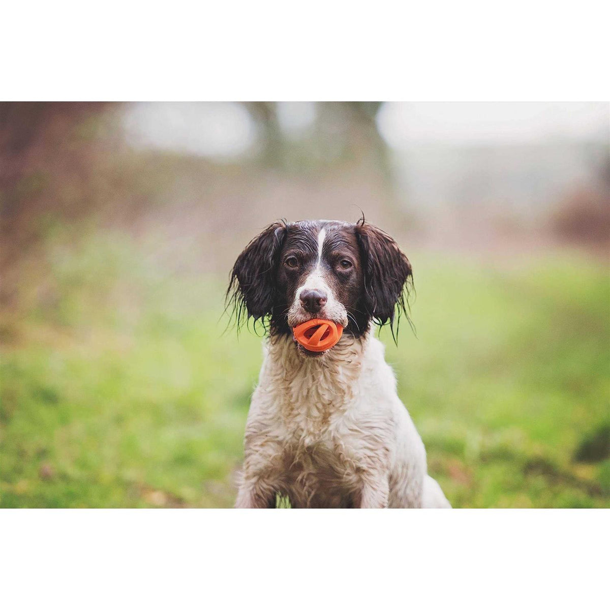 Fetch Ball E6294