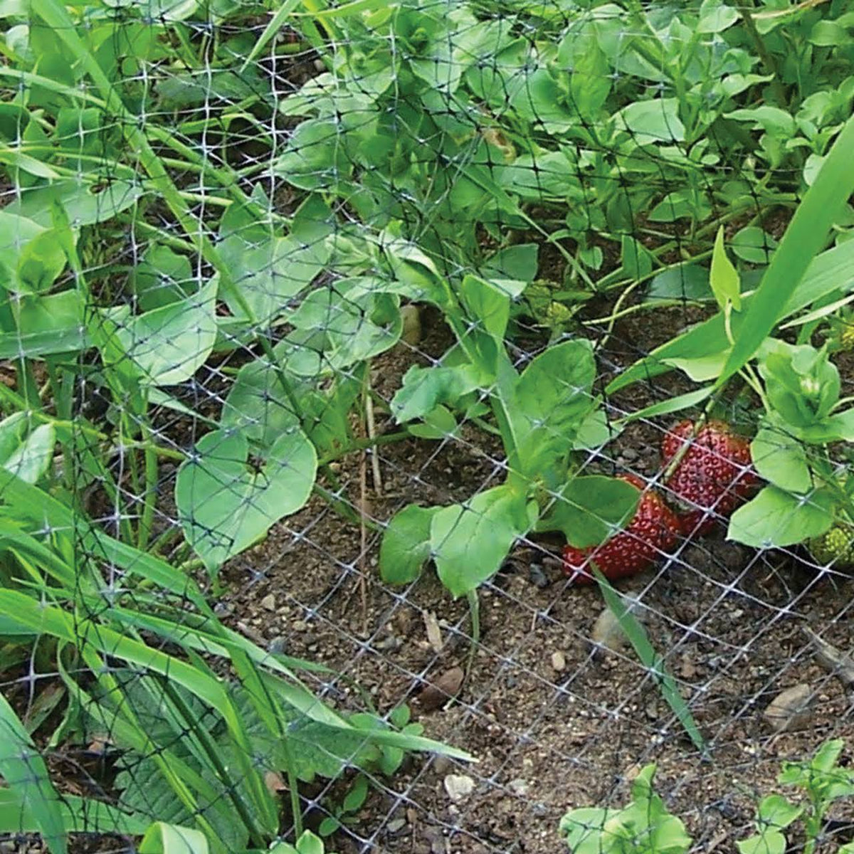 Garden Bird Netting 1/4 in Mesh 14 ft x 100 ft D907297