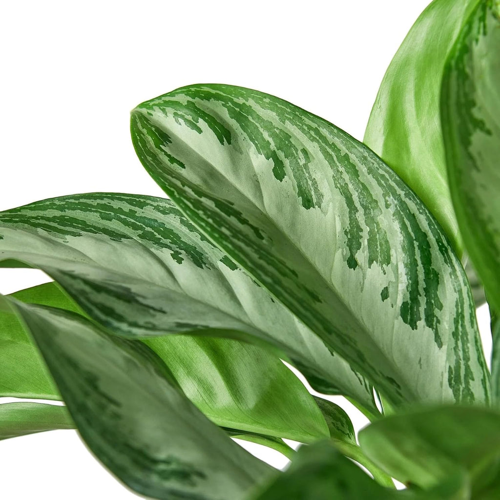 Silver Bay Chinese Evergreen 4" Pot X62258