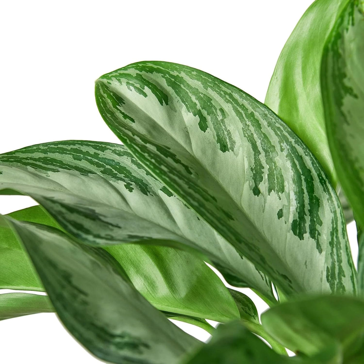 Silver Bay Chinese Evergreen 4" Pot X62258