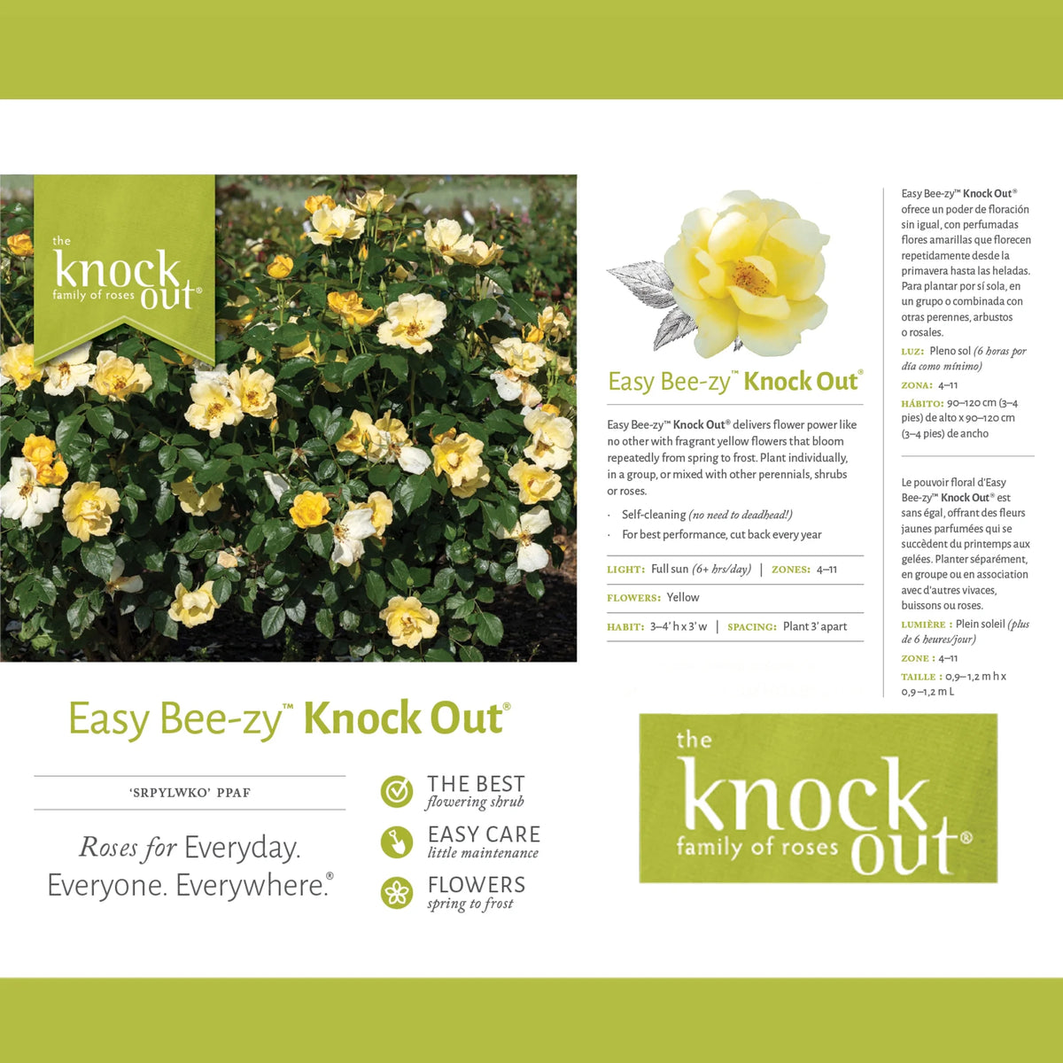 Rose Plant with Yellow Blooms 1 Gallon F4197
