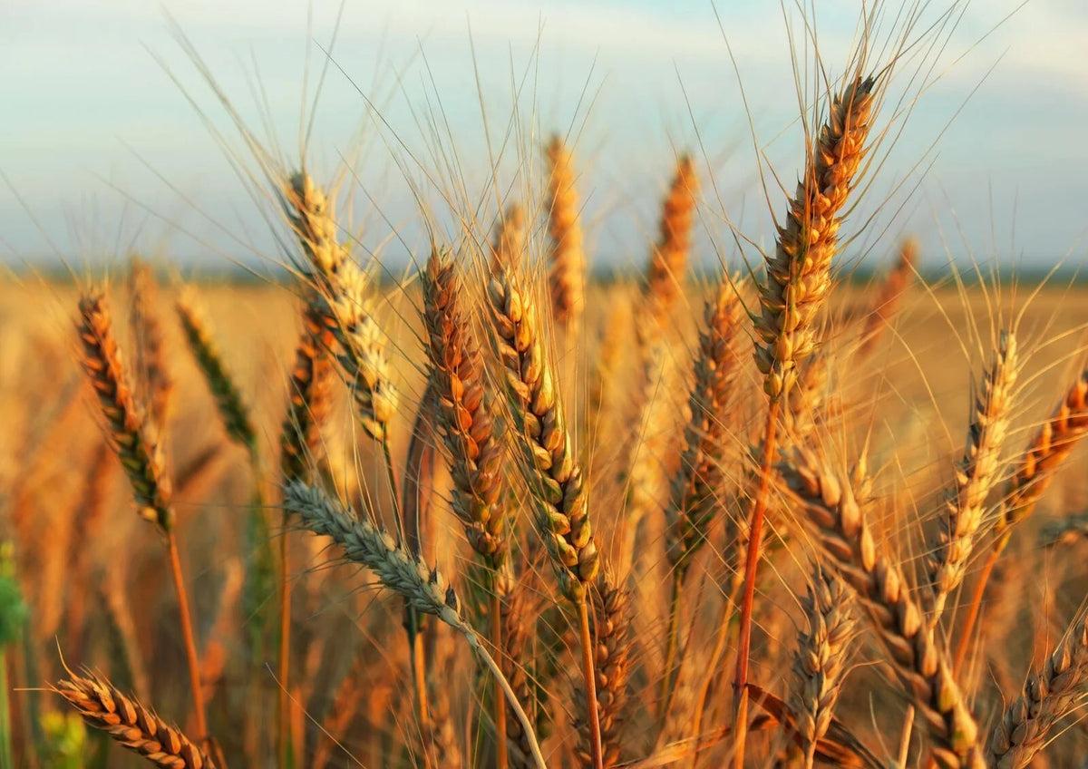 20 Pounds Raw Wheat Berries S2059