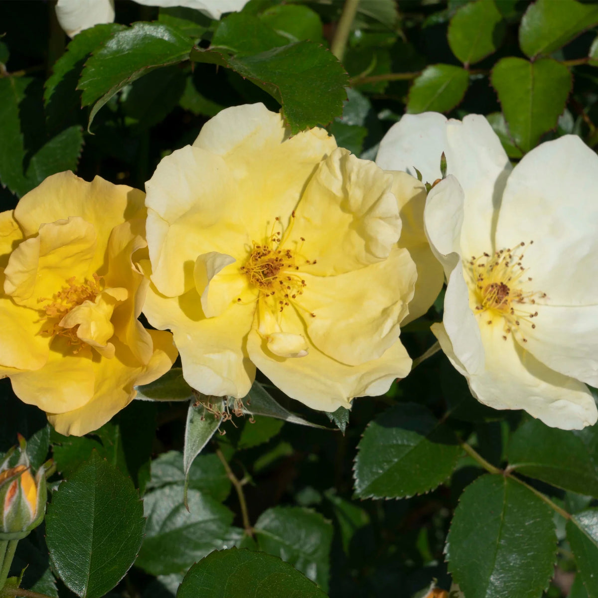 Rose Plant with Yellow Blooms 1 Gallon F4197