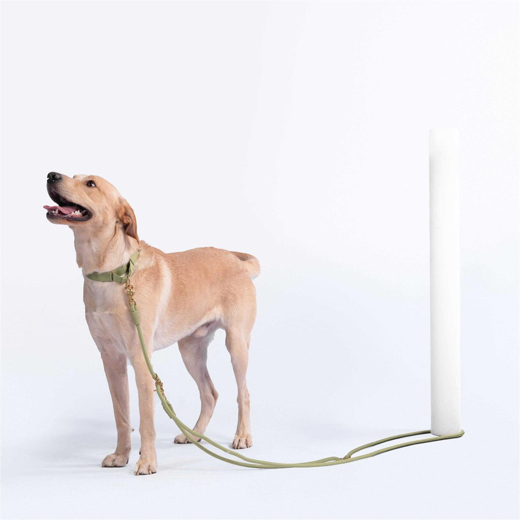 Pet Leash F289