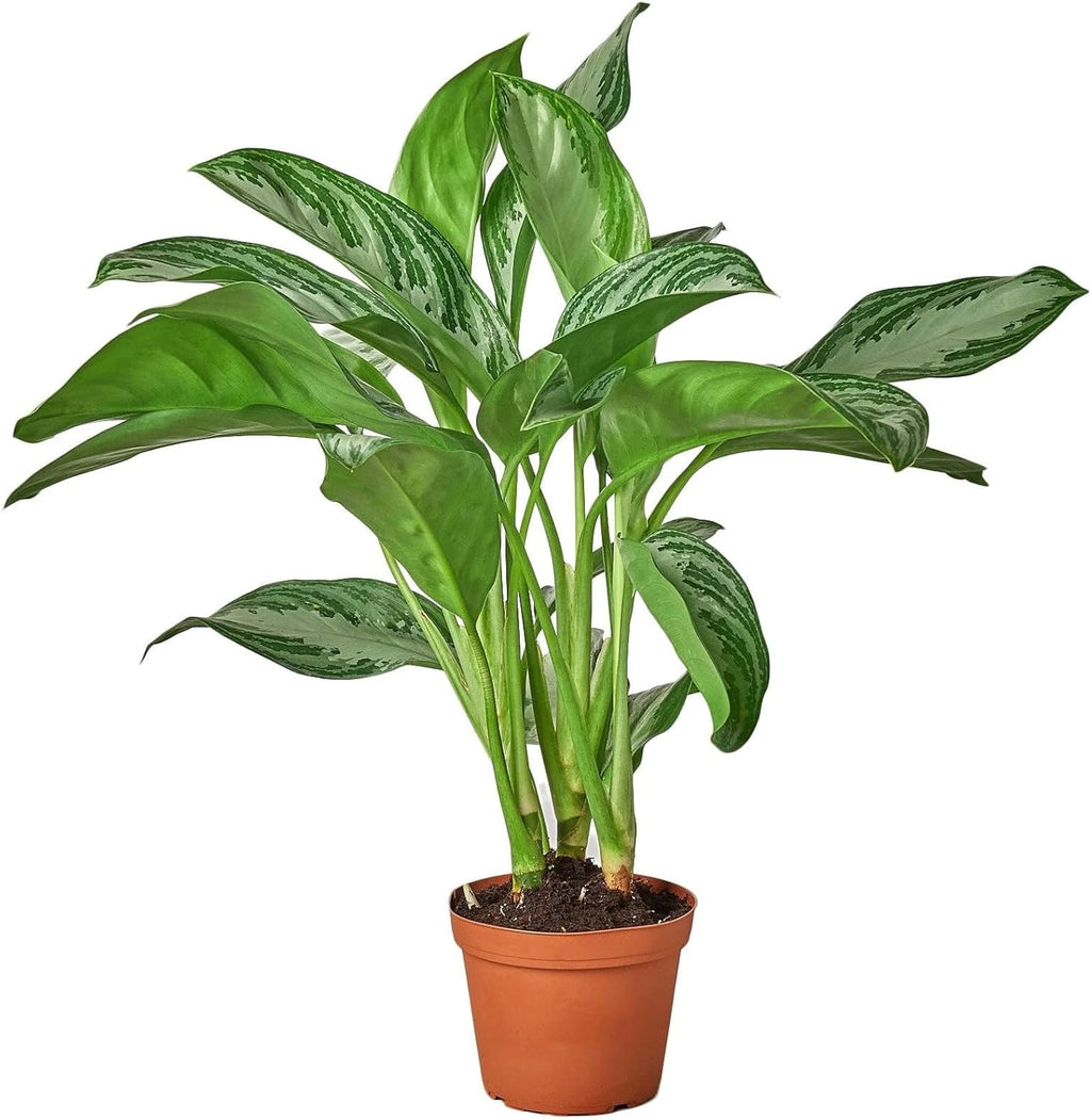 Silver Bay Chinese Evergreen 4" Pot X62258