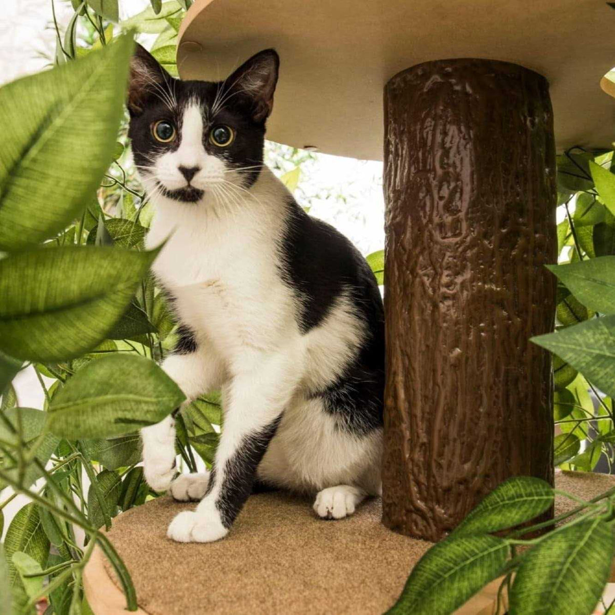 Cat Tree with Leaves Cat House Q2844
