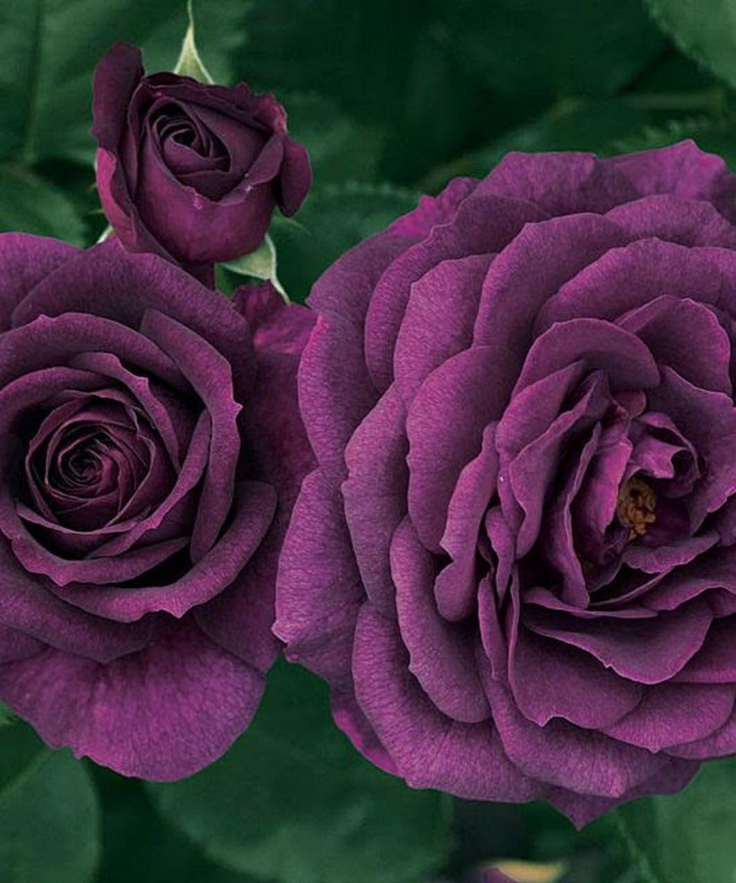Dark Purple Rose Flower Bush Seeds C7100