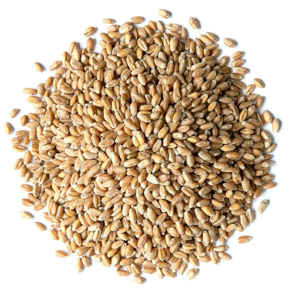 20 Pounds Raw Wheat Berries S2059