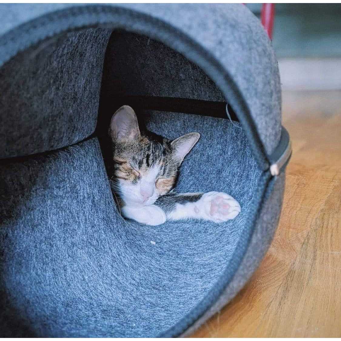 Cat Hideaway Cave F9444