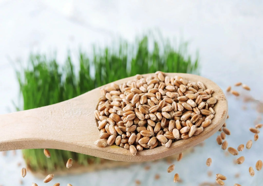 20 Pounds Raw Wheat Berries S2059