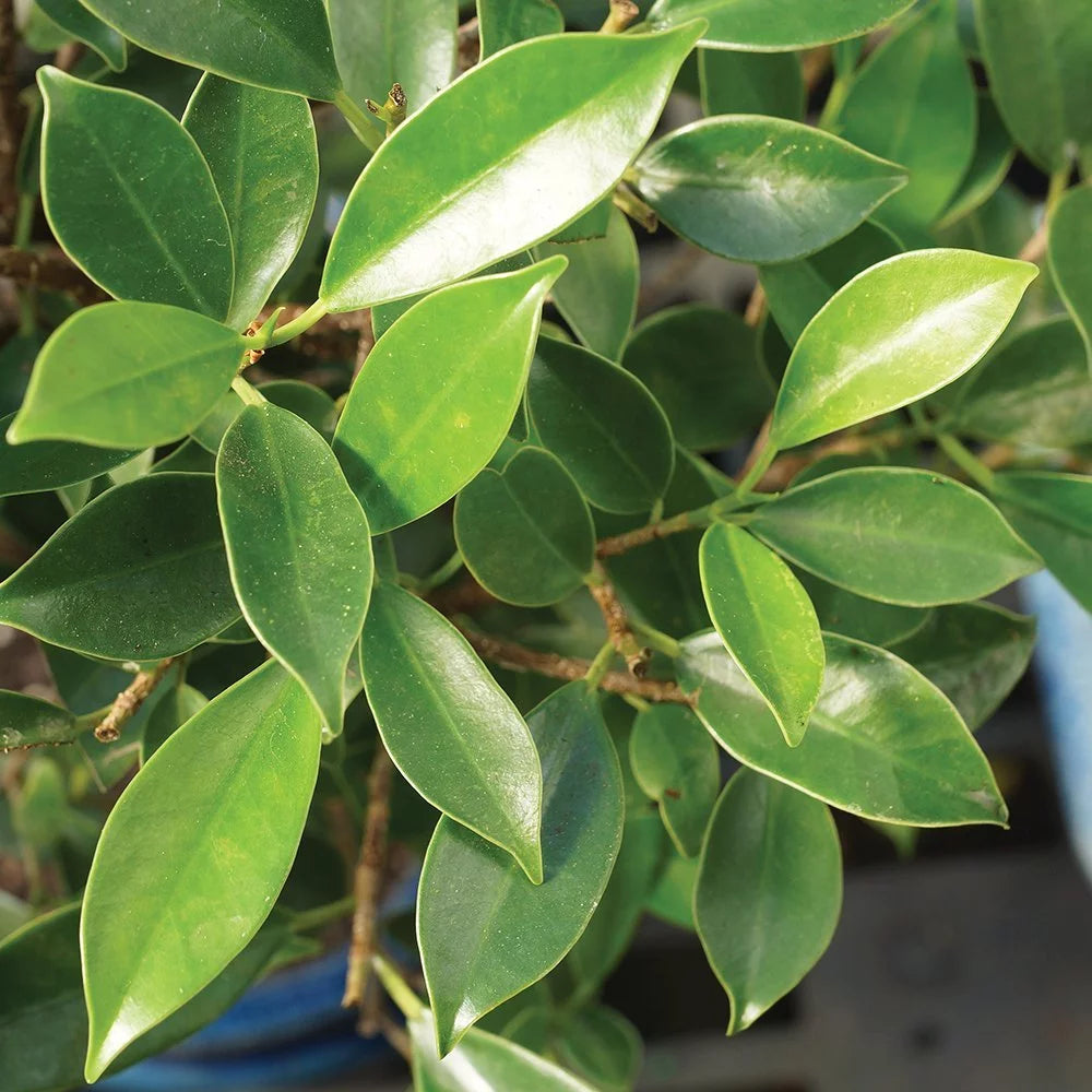 Ficus Bonsai Live Tree N899