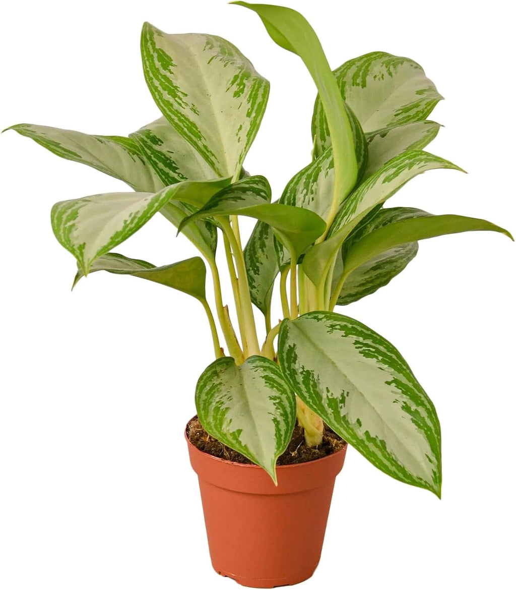 Silver Bay Chinese Evergreen 4" Pot X62258