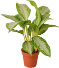 Silver Bay Chinese Evergreen 4" Pot X62258