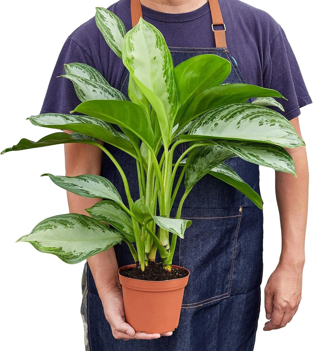 Silver Bay Chinese Evergreen 4" Pot X62258