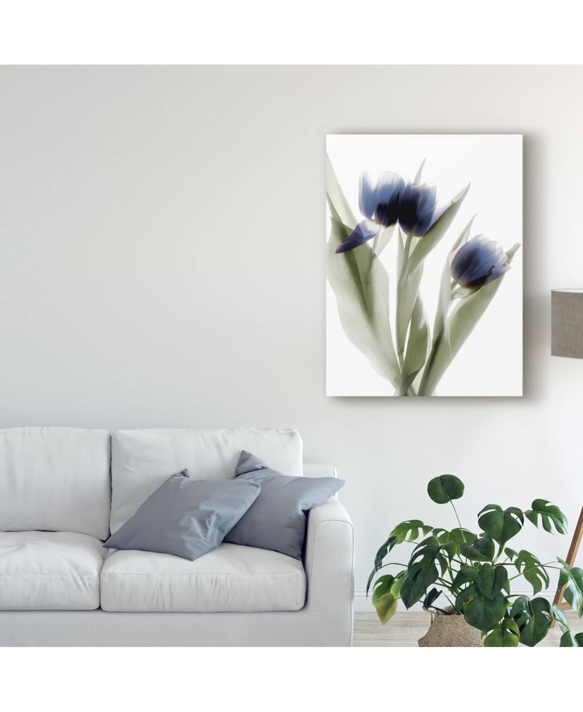Canvas C482