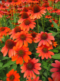 Orange Coneflower Perennial Gallon Pot Z695807