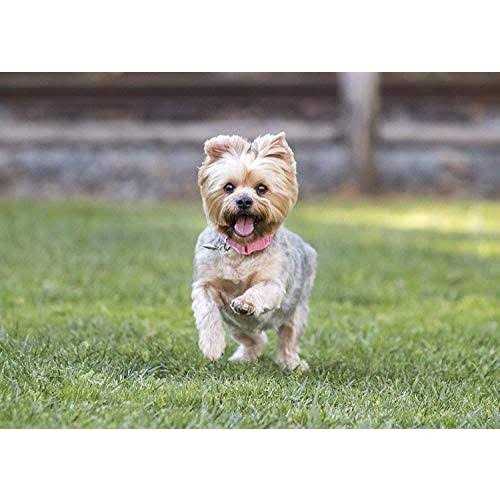 Small Breed Dry Dog Food Turkey A82554