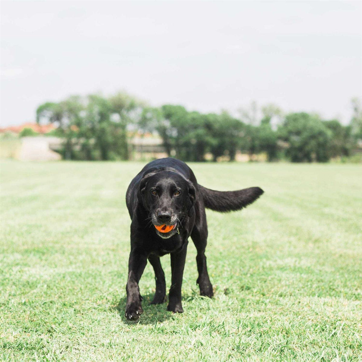Fetch Ball E6294