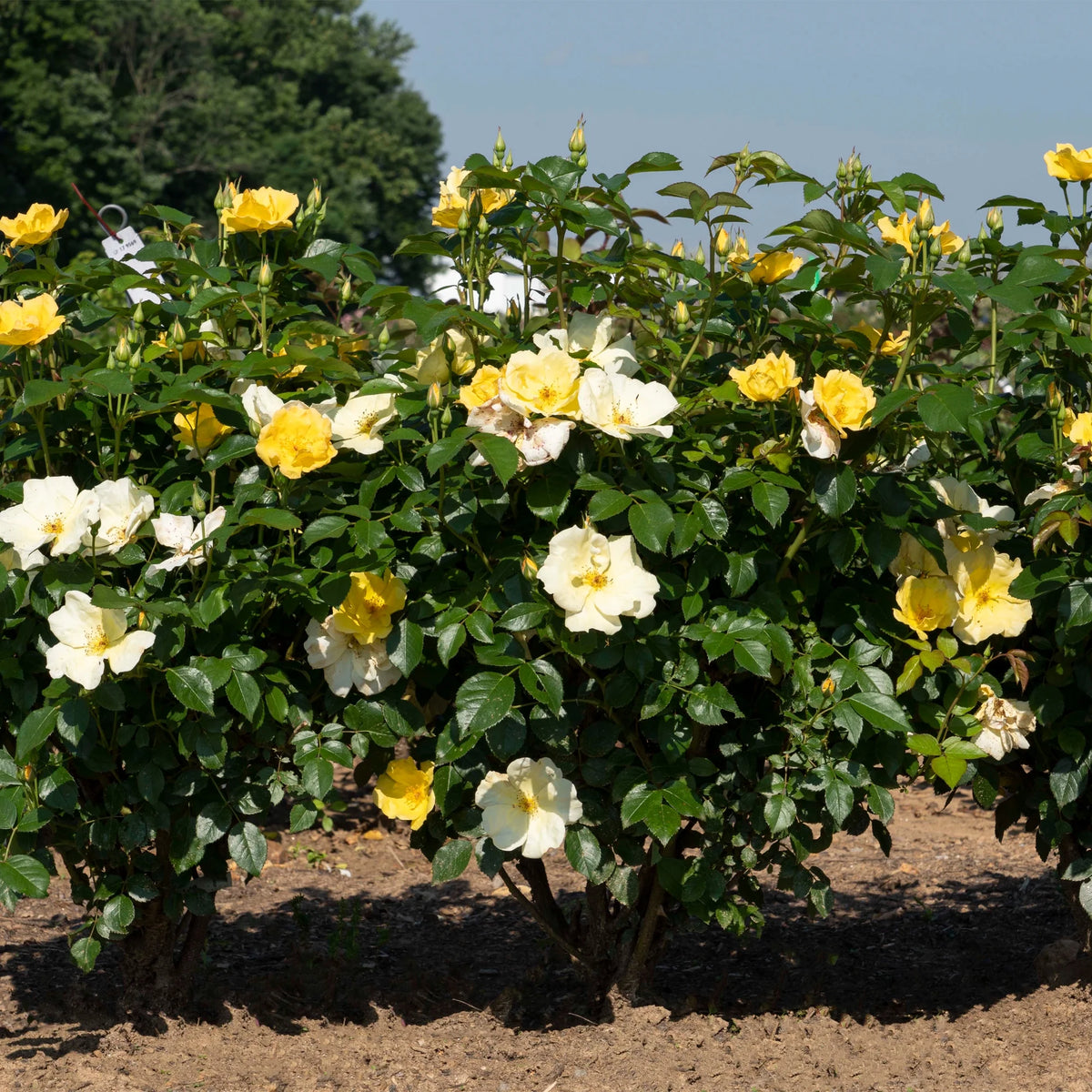 Rose Plant with Yellow Blooms 1 Gallon F4197