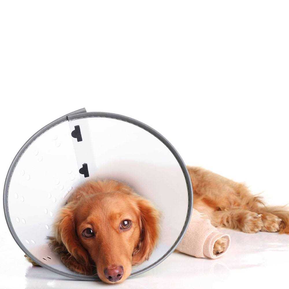 Dogswell E-Collar F179