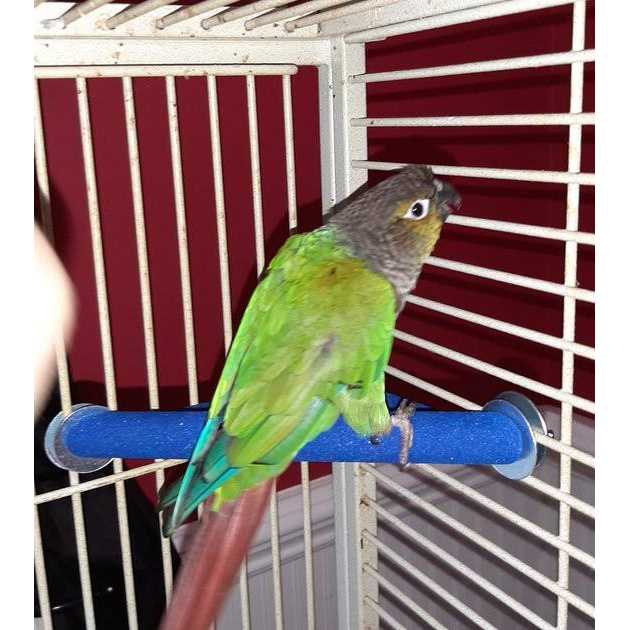 Small Corner Perch A28926