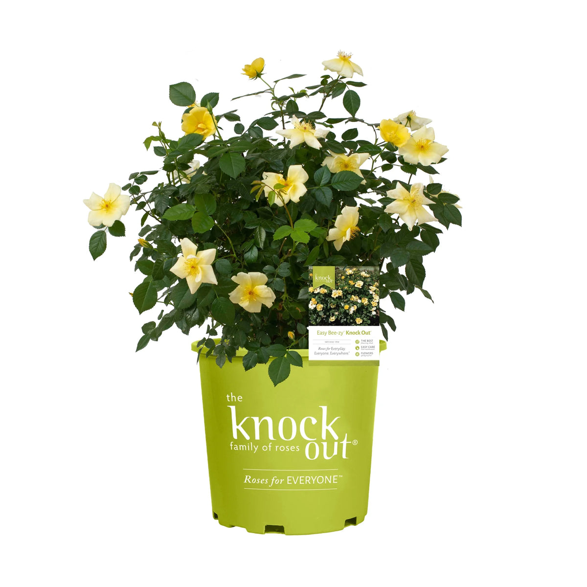 Rose Plant with Yellow Blooms 1 Gallon F4197
