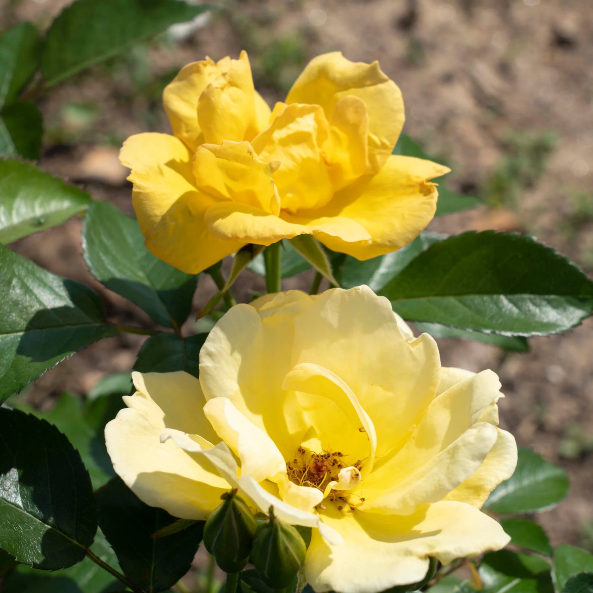 Rose Plant with Yellow Blooms 1 Gallon F4197